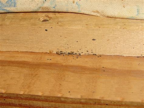 would bed bugs be inside a steel file cabinet|bed bugs in apartments.